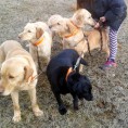 Casas rurales que admiten perros en el Alto Tajo – Guadalajara