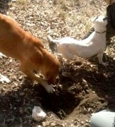 Casa Rural con mascotas. Perros Truferos