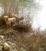 Casa Rural con mascotas