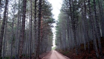 Día Internacional de los Bosques