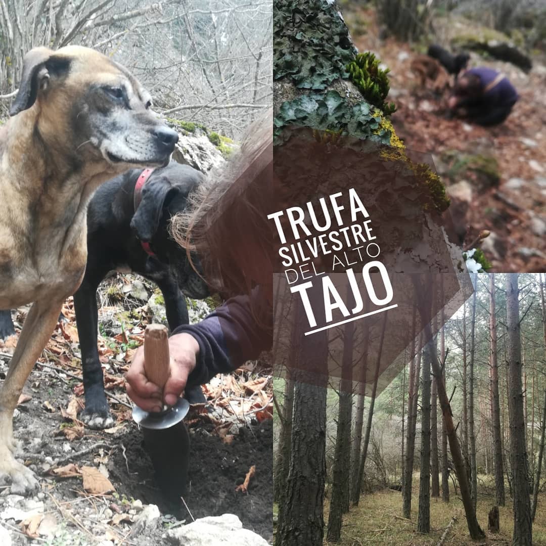 Tufas Alto Tajo Peralejos de las truchas