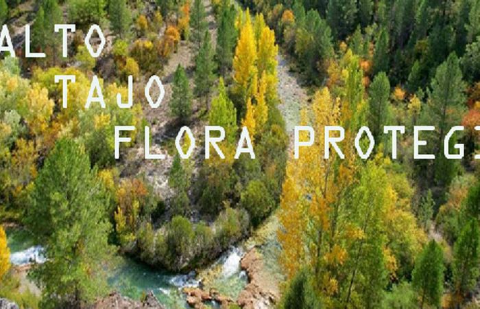Flora Amenazada 0
