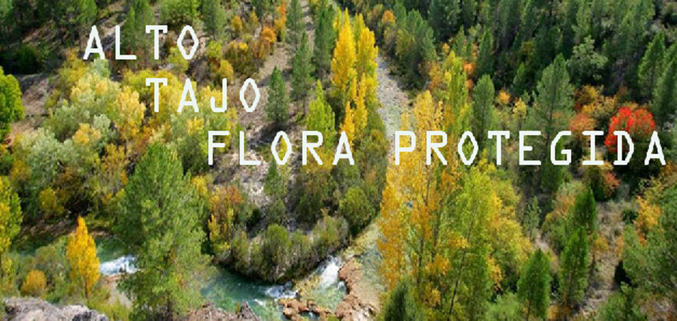 Flora Amenazada 0