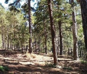 bosques del Alto Tajo