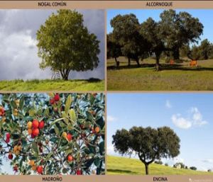 Flora del Alto Tajo