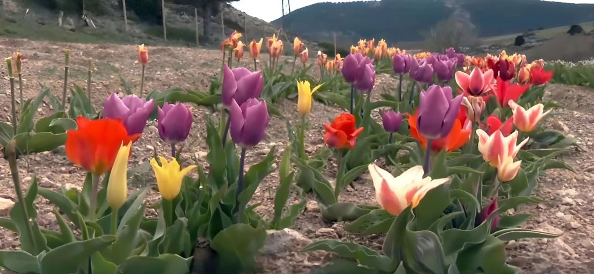 Tulipanes Alto Tajo