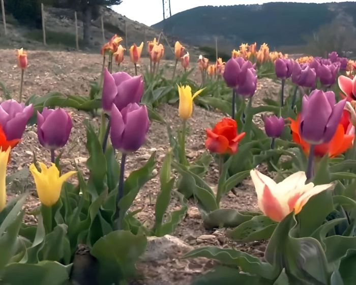 Tulipanes Alto Tajo