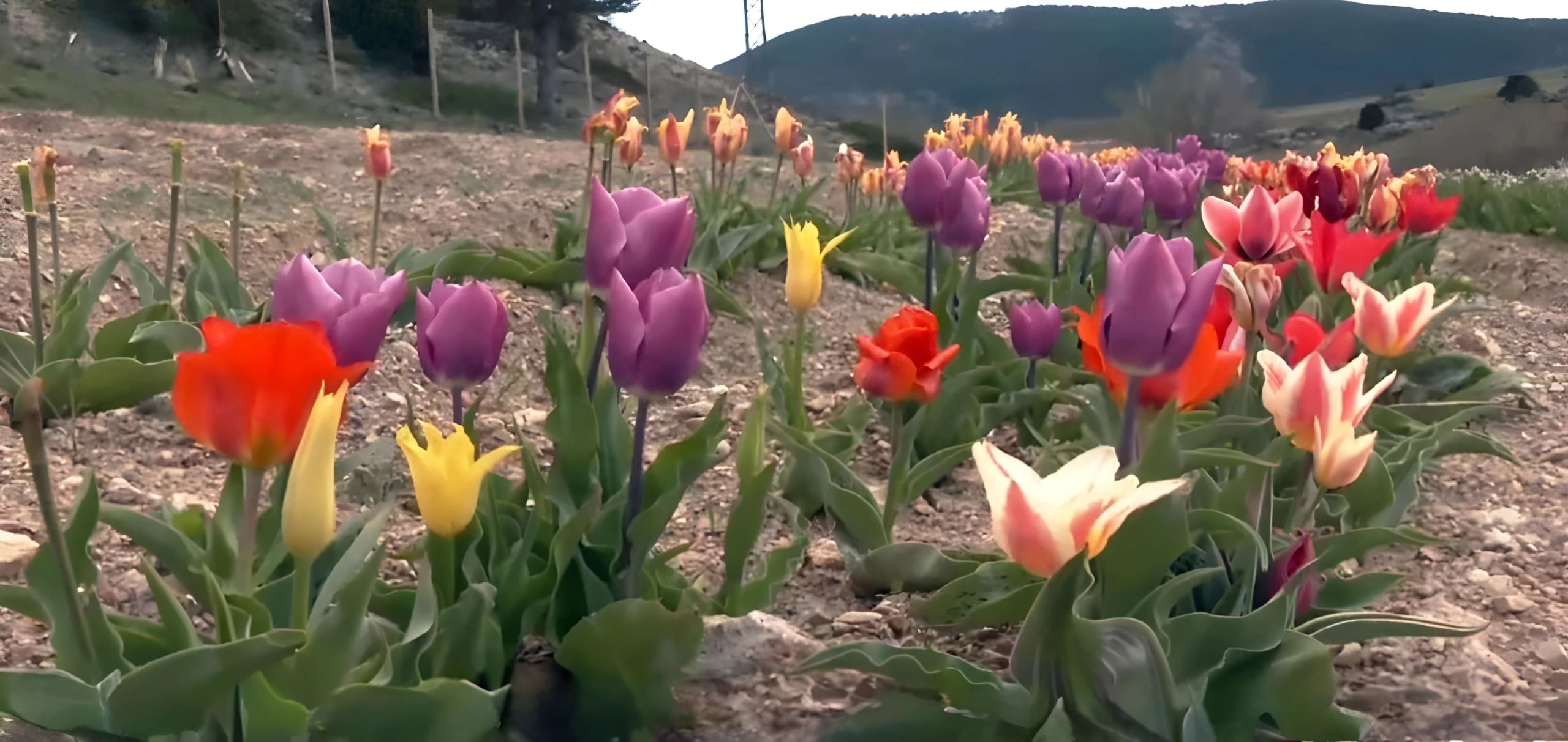 tulipanes-orea-alto-tajo