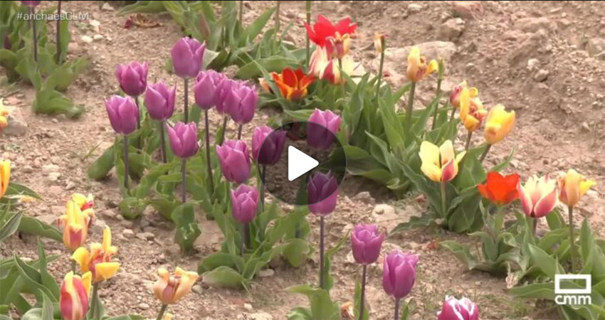 Tulipanes Alto Tajo Orea