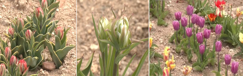 Orea Tulipanes