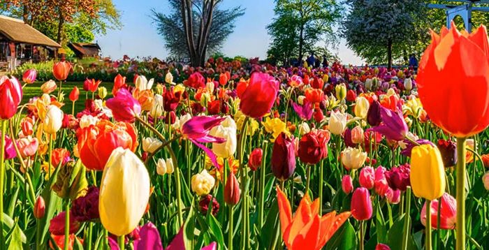 Tulipanes