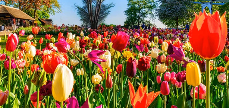 Tulipanes