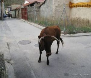 vaquillas peralejos