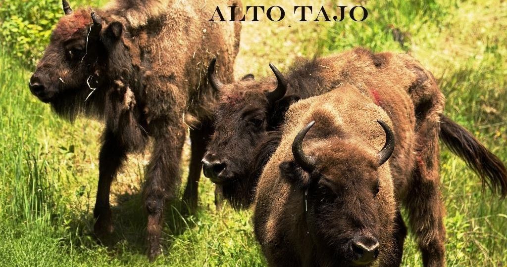Bisontes Alto Tajo 0