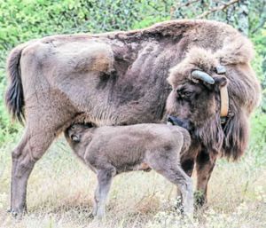 Cria Bisonte Europeo