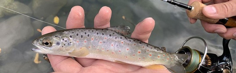 Pesca Peralejos