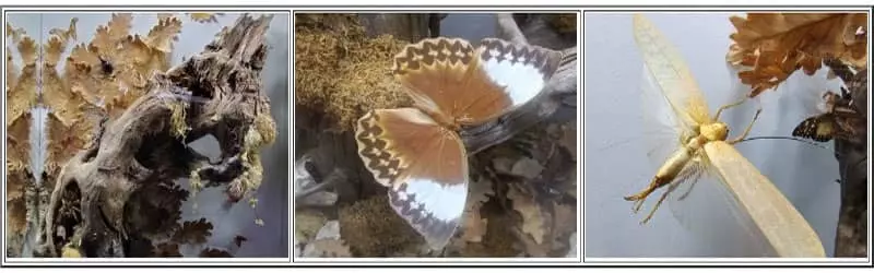 Entomologia
