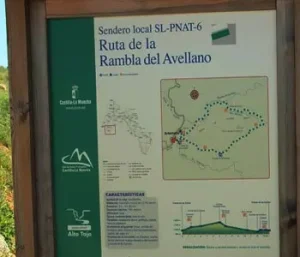 Ruta Avellano