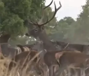 Ciervos en Alto Tajo