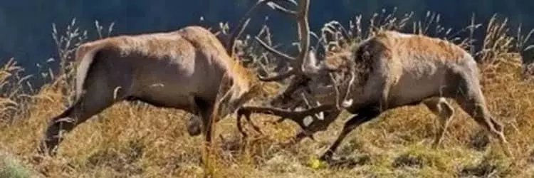 Ciervos en Alto Tajo